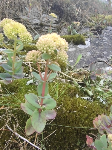 Great Stonecrop