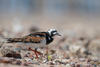 Turnstones - Photo (c) Xavier, all rights reserved, uploaded by Xavier