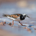 Ruddy Turnstone - Photo (c) Xavier, all rights reserved, uploaded by Xavier