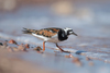 Ruddy Turnstone - Photo (c) Xavier, all rights reserved, uploaded by Xavier