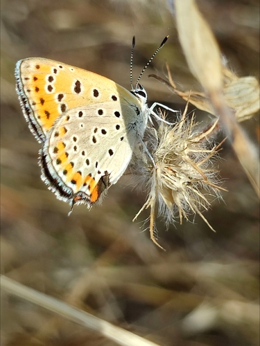 Lesser Fiery Copper