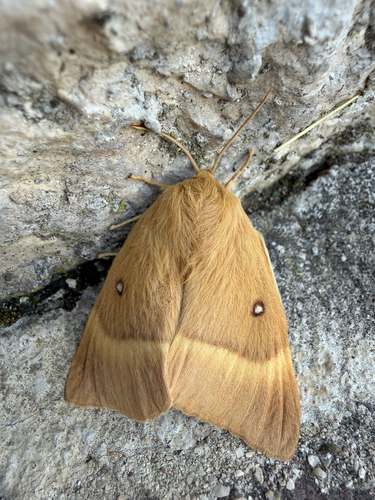 Oak Eggar