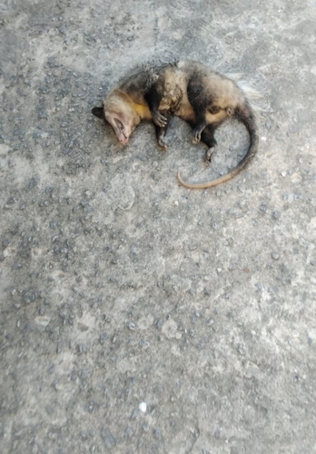 Big-eared Opossum