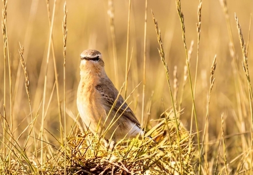 Isabelline Wheatear