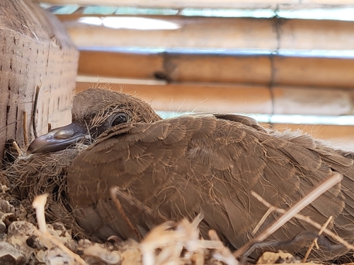 Eurasian Collared-Dove