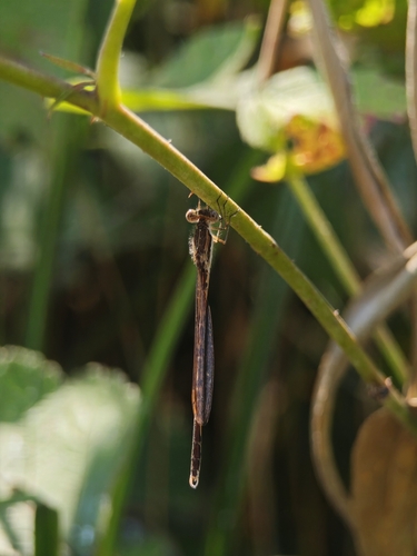 Common Winter Damselfly