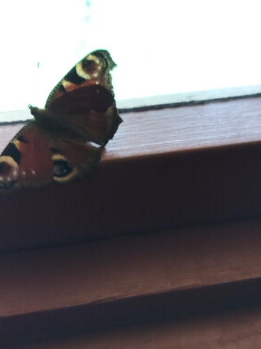 European Peacock Butterfly