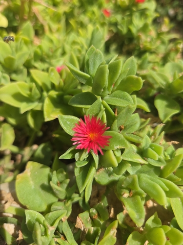 heart-leaf ice plant