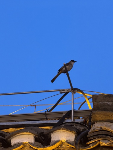 Brown-breasted Bulbul
