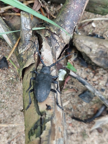 Weaver beetle