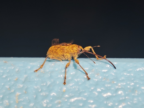 Chestnut Weevil