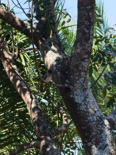 Common Bulbul