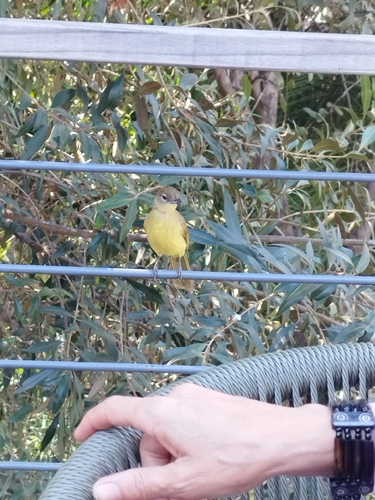 Yellow-bellied Greenbul