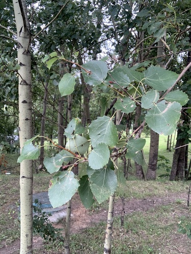 Наблюдение на iNaturalist
