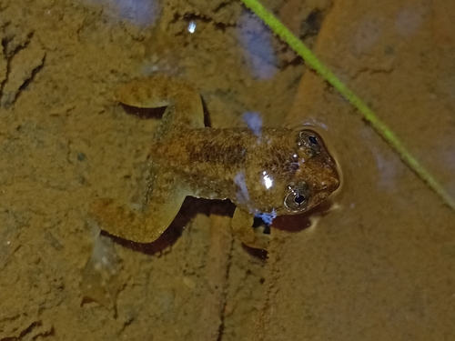Corrugated water frog