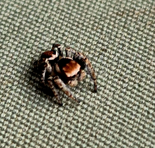Woodland Jumping Spider