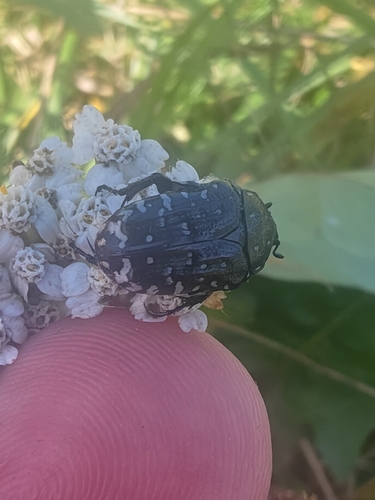 Mediterranean Spotted Chafer