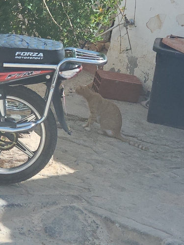 Domestic Cat
