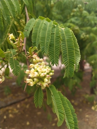 Libidibia coriaria