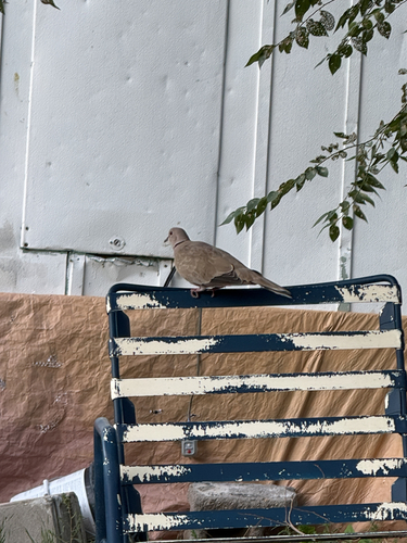 Eurasian Collared-Dove