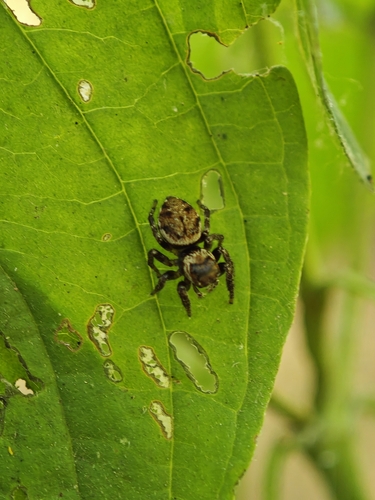 Evarcha arcuata