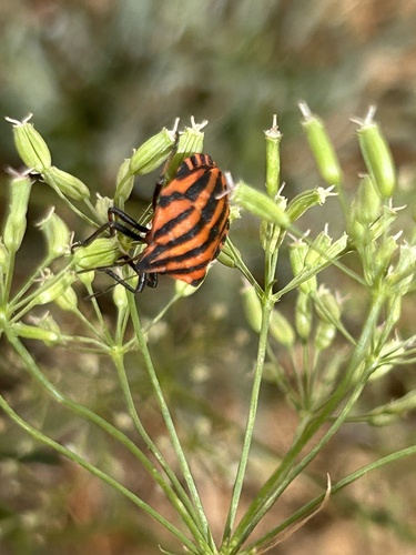European Striped Shield Bug