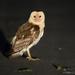 Australasian Grass-Owl - Photo (c) Chien Lee, all rights reserved, uploaded by Chien Lee