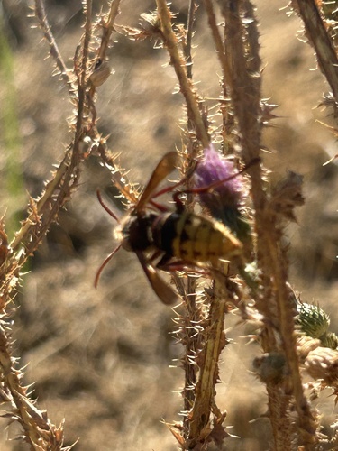 European Hornet