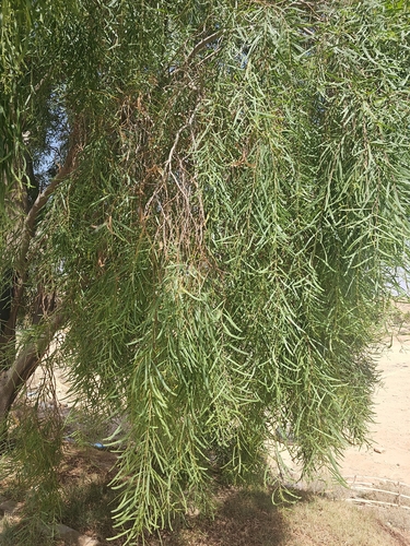 Willow Acacia