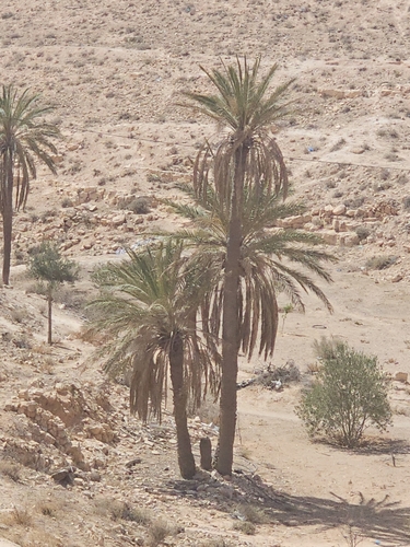Date Palm