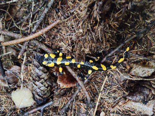 Fire Salamander
