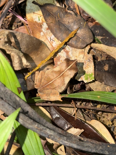 Rhinella hoogmoedi