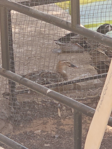 Domestic Mallard