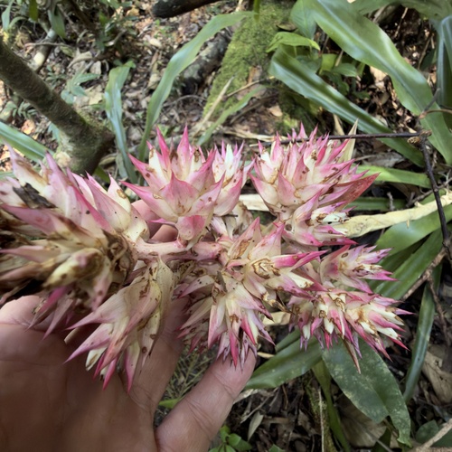 Hohenbergia belemii