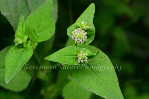 Nepal Persicaria