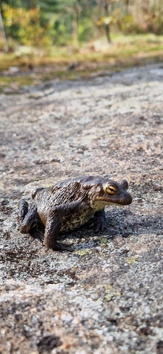European Toad