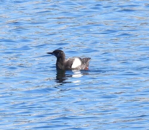 Black Guillemot