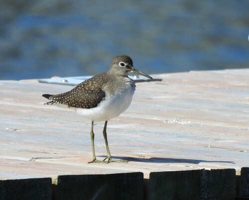 Solitary Sandpiper