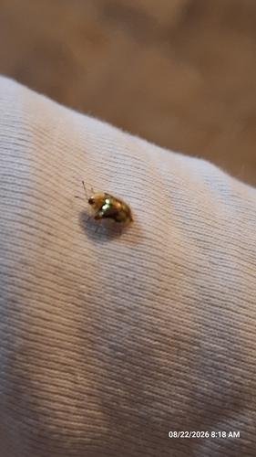 Mottled Tortoise Beetle
