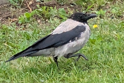 Western Hooded Crow