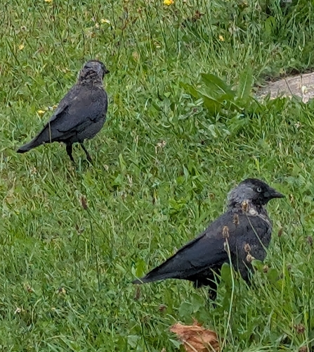 Eurasian Jackdaw