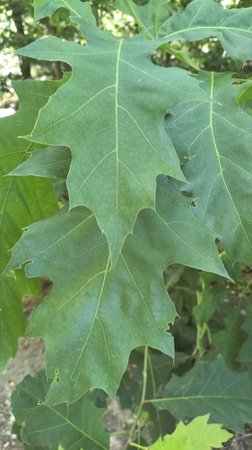 northern red oak