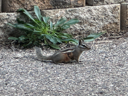Gray-collared Chipmunk observed by naturelover128