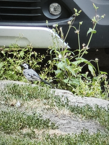 White Wagtail
