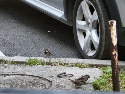 House Sparrow