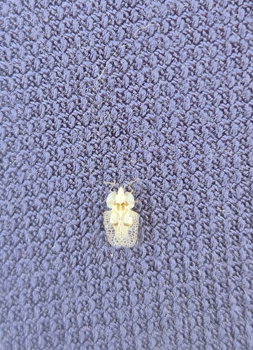 Eastern Sycamore Lace Bug