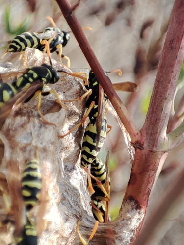 Mongolian Paper Wasp