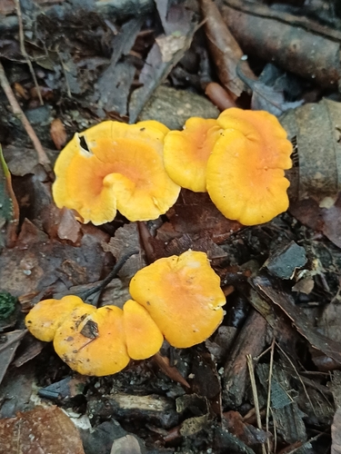 orange chanterelle