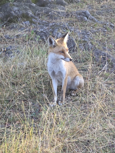 Red Fox