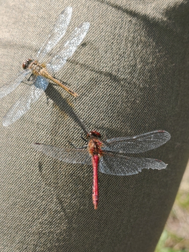 Ruddy Darter